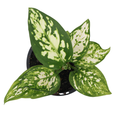 Aglaonema Silver Cosmetics 90mm