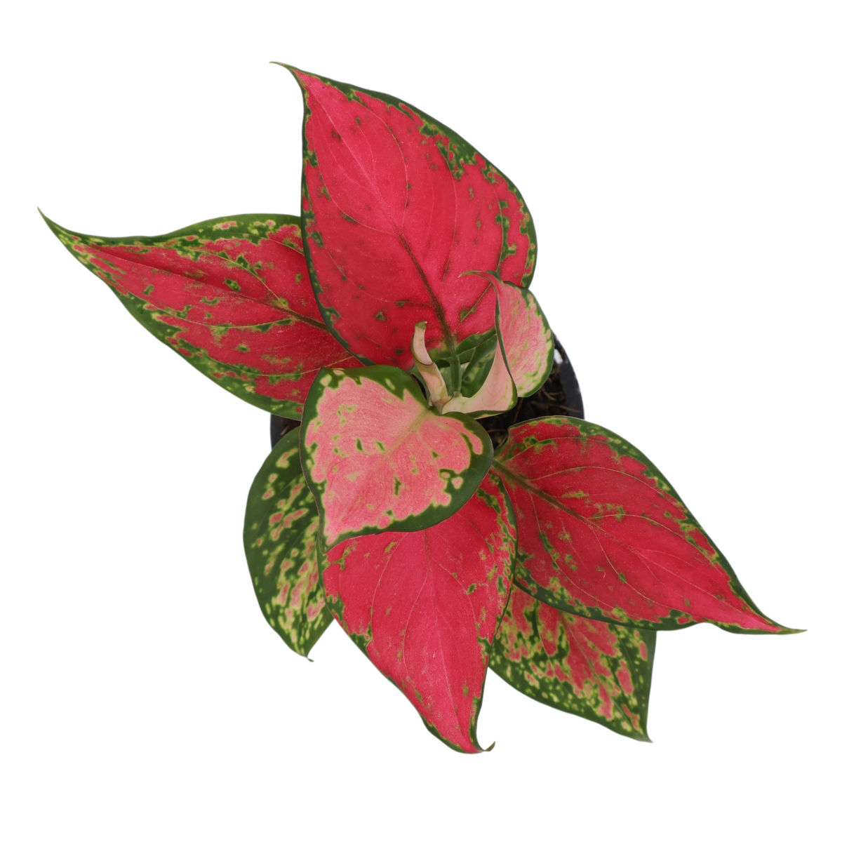 Aglaonema Sunshine 90mm