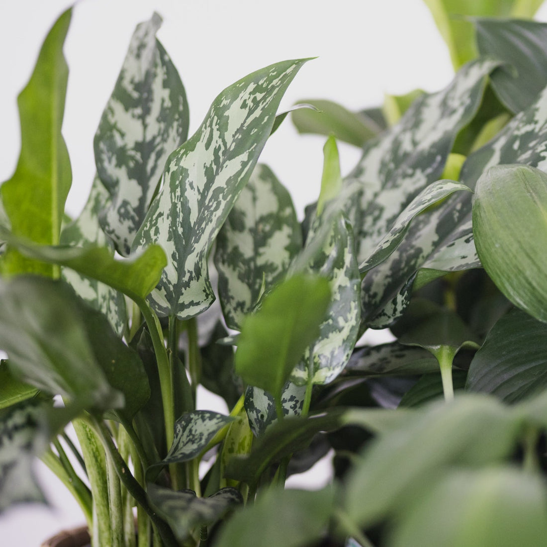 Aglaonema Emerald Beauty 200mm