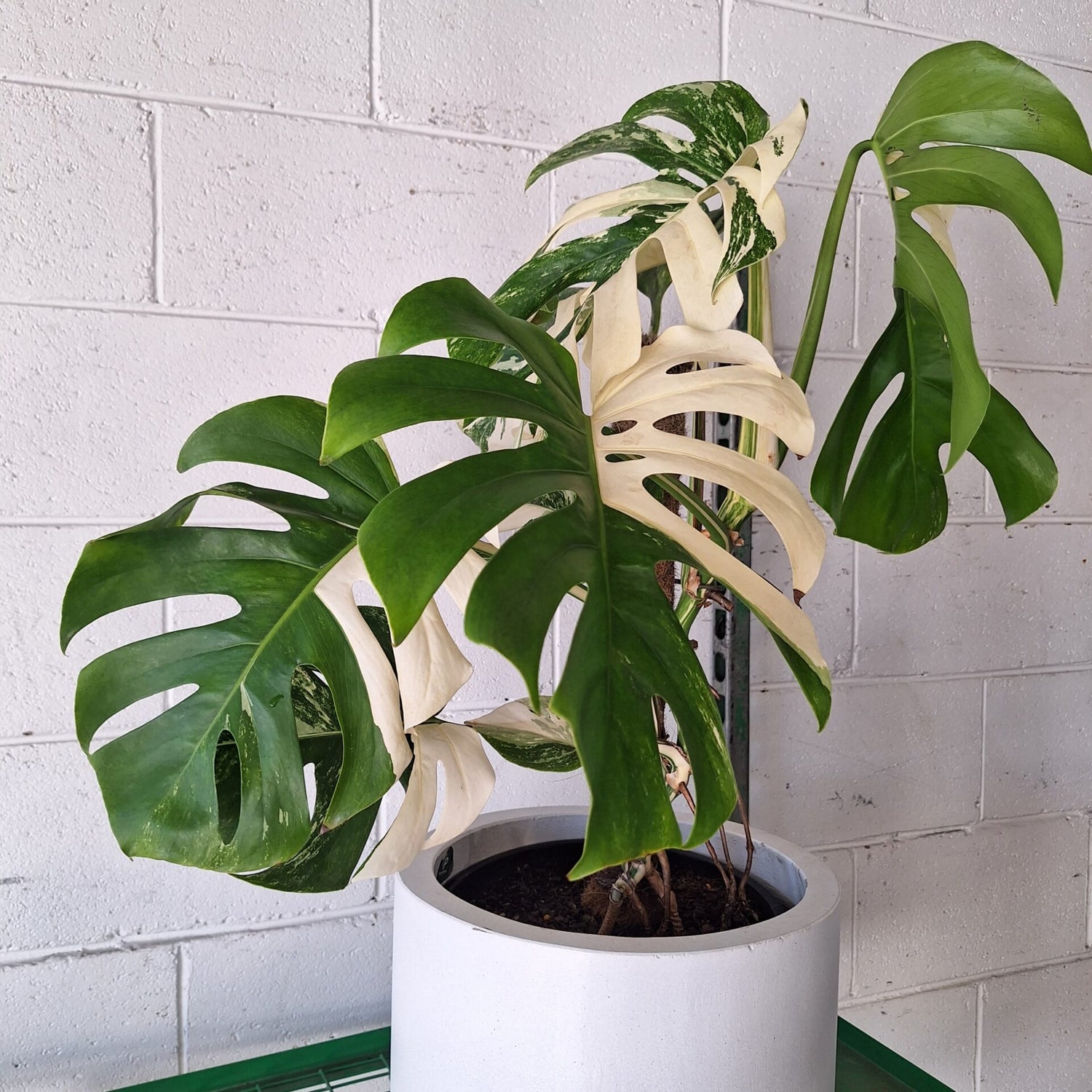monstera deliciosa albo variegata australia Monstera Albo Variegata 180mm – The Jungle Collective