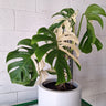 Monstera Albo Variegata 180mm