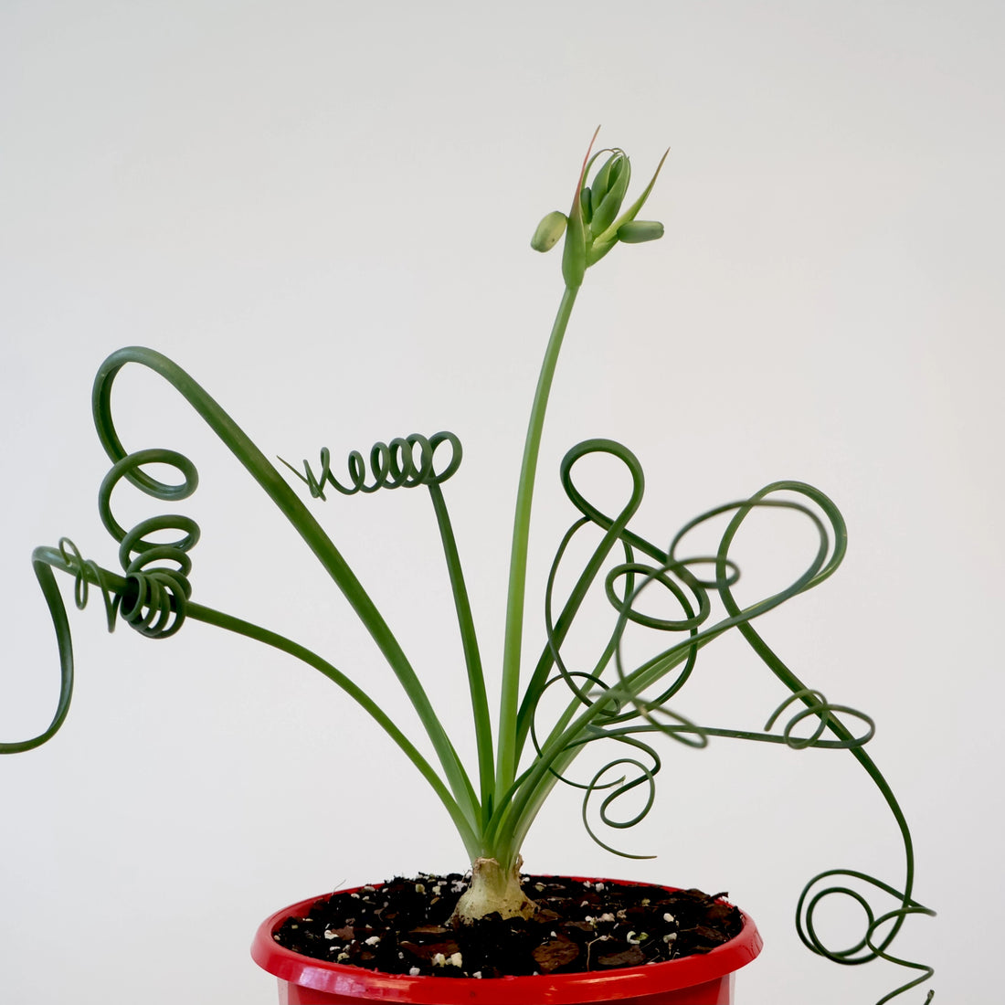 Albuca Spiralis 130mm