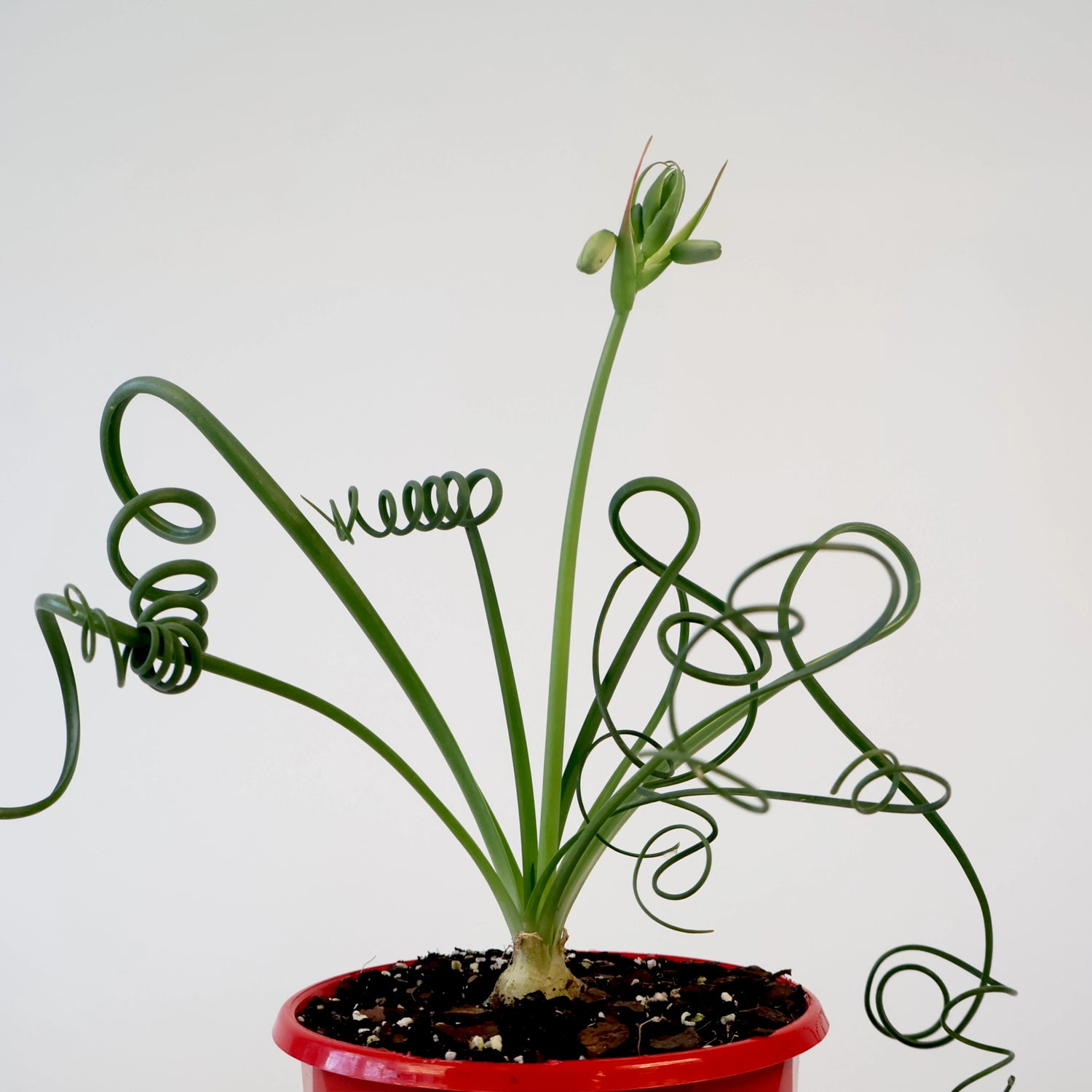 Albuca Spiralis 130mm