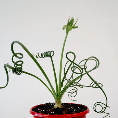 Albuca Spiralis 130mm
