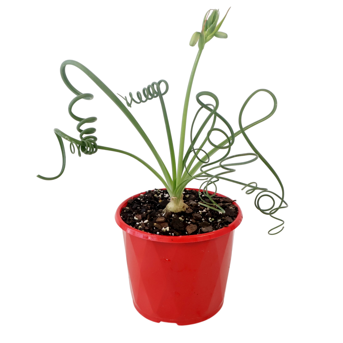 Albuca Spiralis 130mm