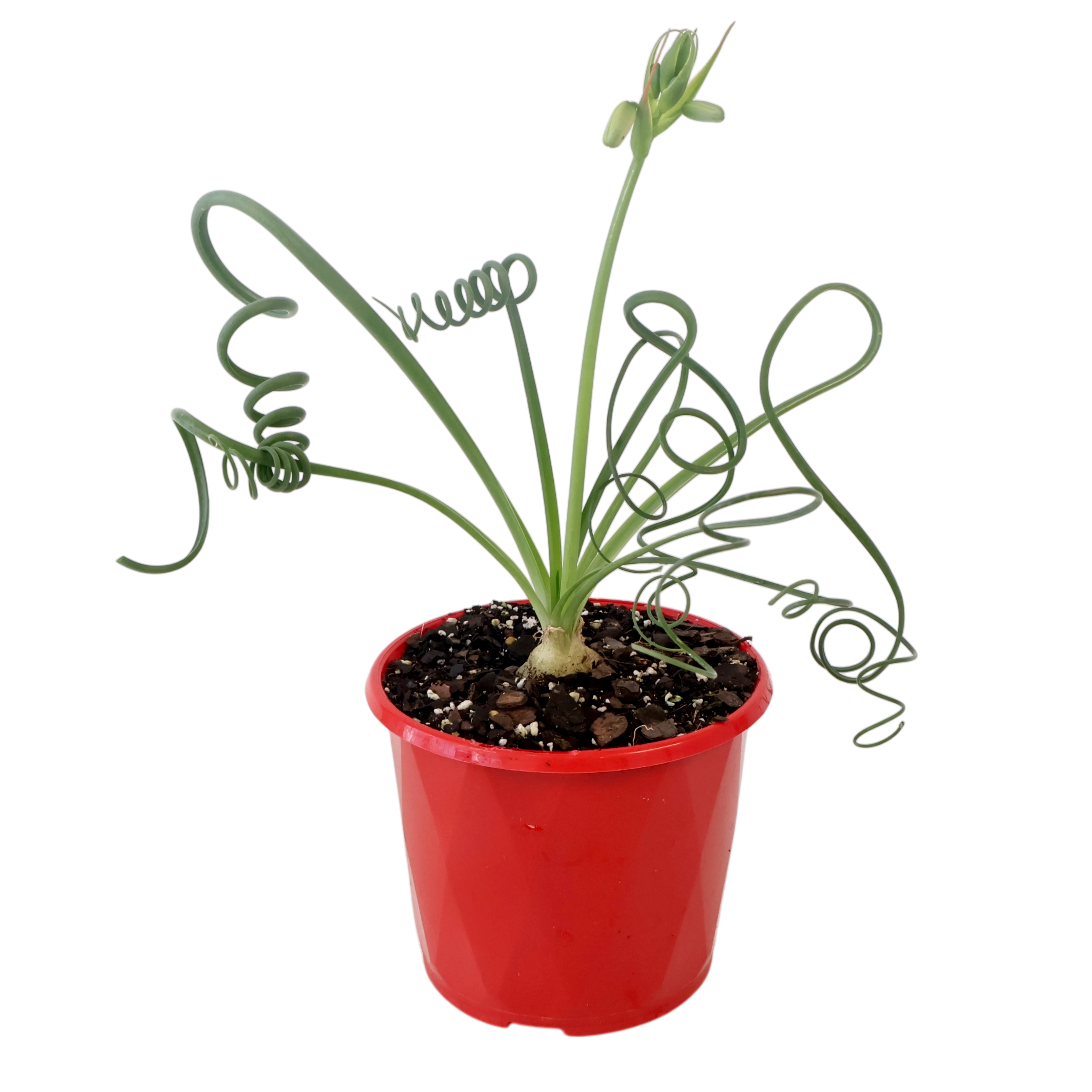 Albuca Spiralis 130mm