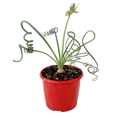 Albuca Spiralis 130mm