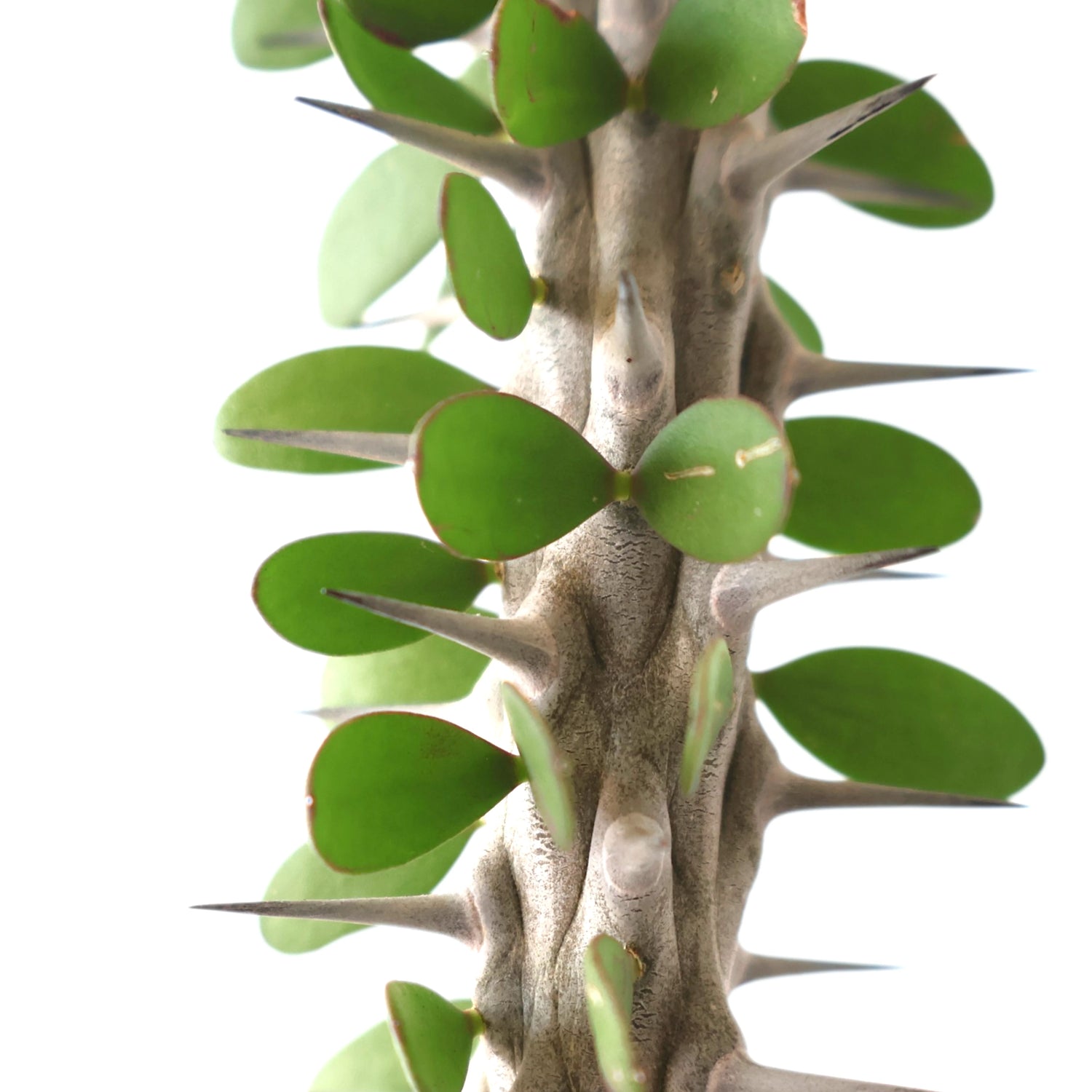 Alluaudia Procera - Madagascan Octopus Tree 190mm