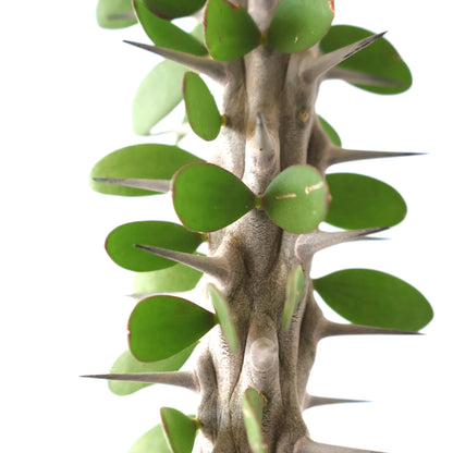 Alluaudia Procera - Madagascan Octopus Tree 190mm