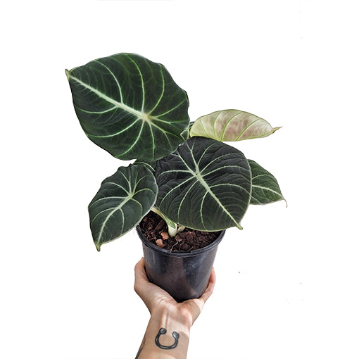 Alocasia Black Velvet 90mm