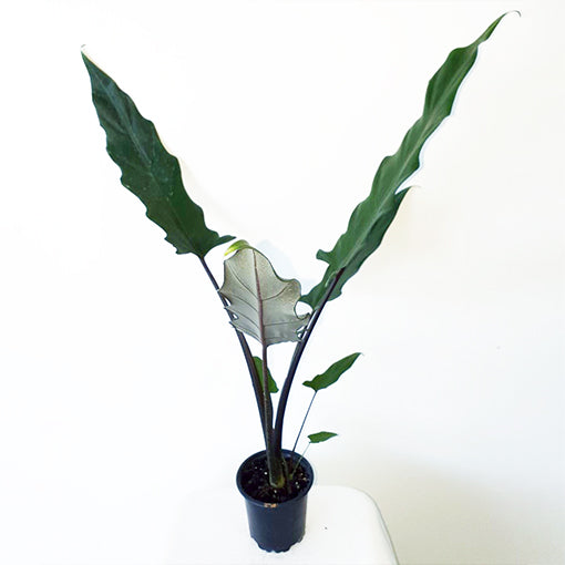 Alocasia Lauterbachiana Purple Sword 70mm