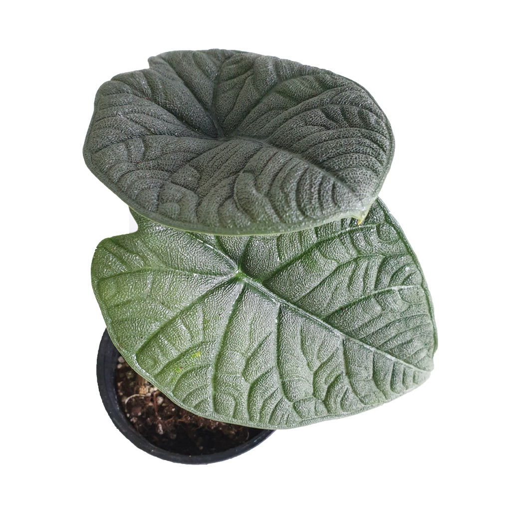 Alocasia Melo 90mm