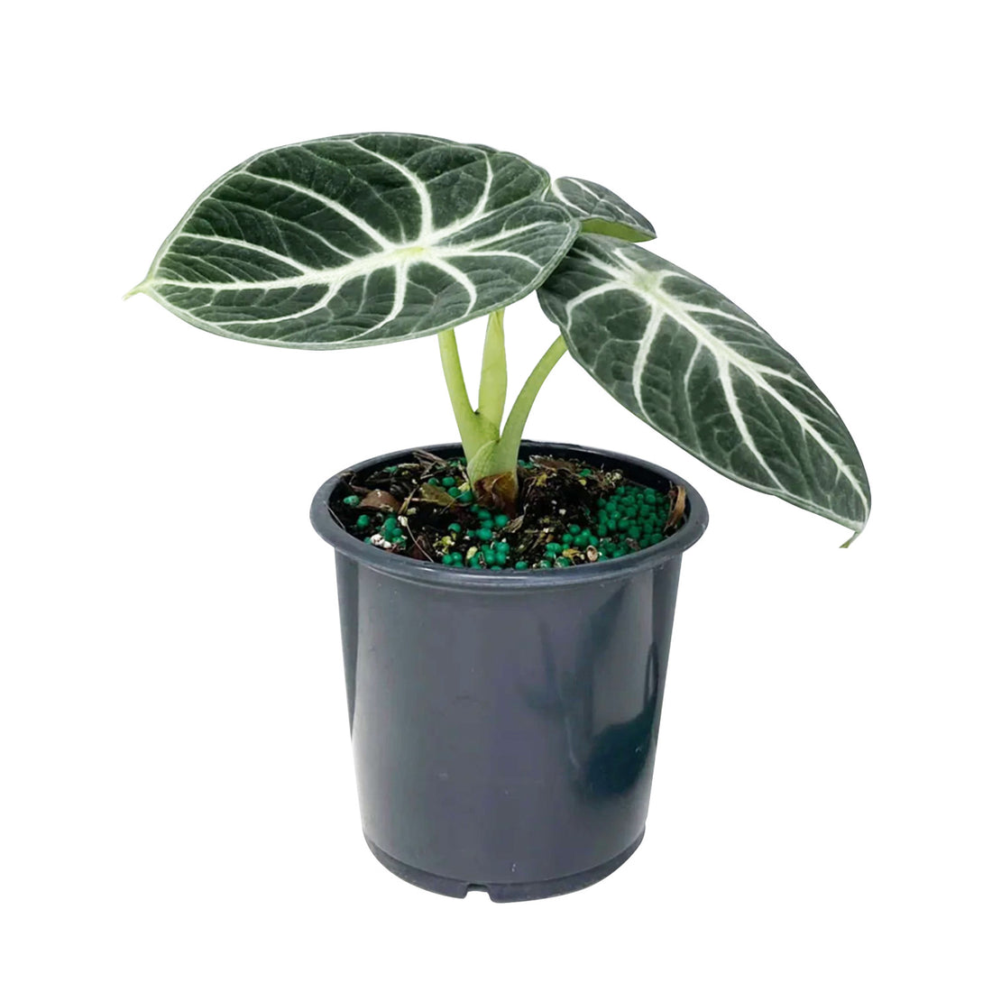 Alocasia Ninja 90mm