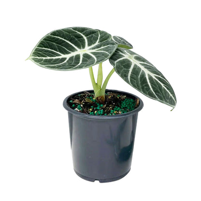 Alocasia Ninja 90mm