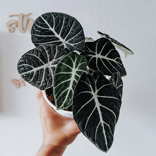 Alocasia Ninja 90mm
