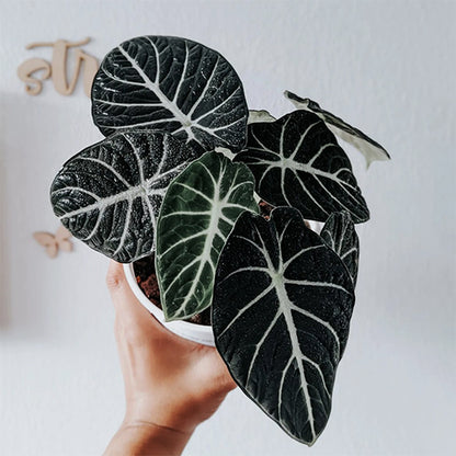 Alocasia Ninja 90mm