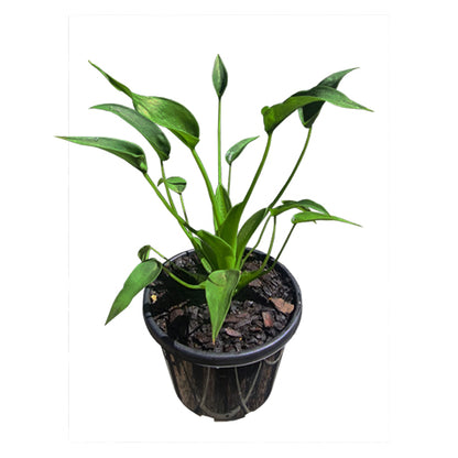 Alocasia Tiny Dancer 130mm