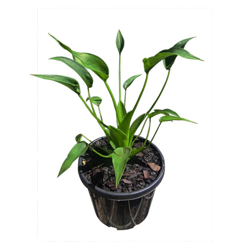 potus plant Epipremnum aureum 'Golden Pothos' 8