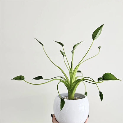 Alocasia Tiny Dancer 130mm