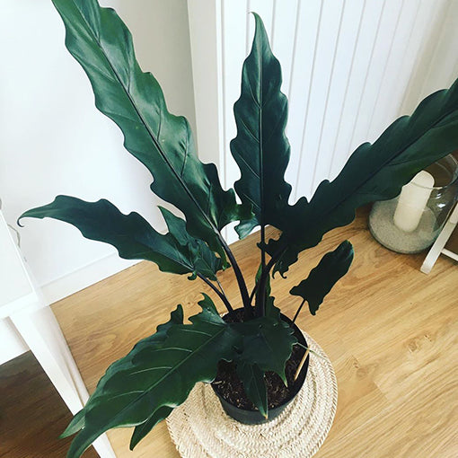 Alocasia Lauterbachiana Purple Sword 70mm