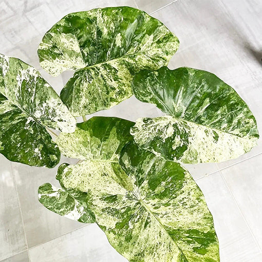 Alocasia odora Batik 125mm