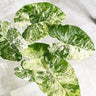 Alocasia odora Batik 125mm