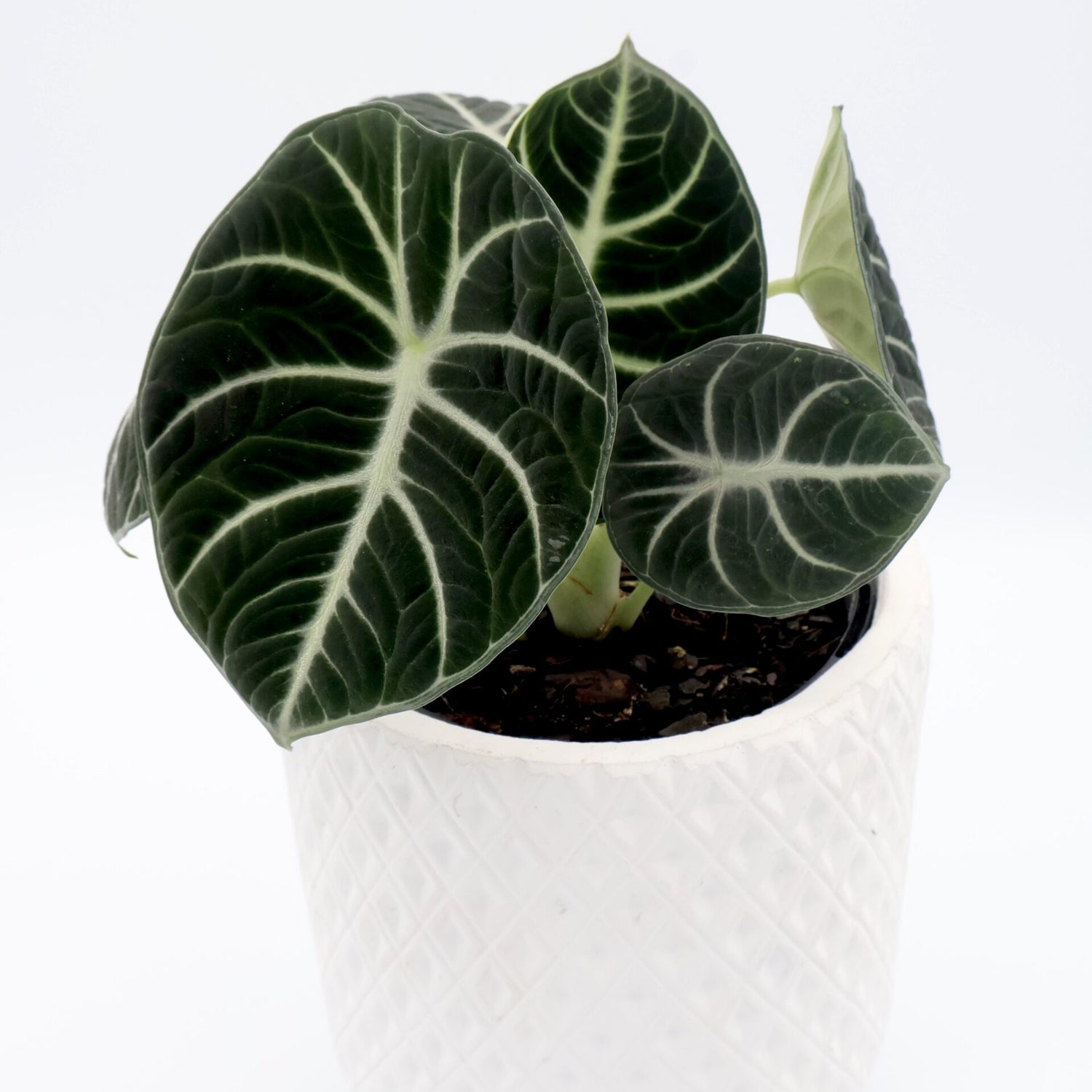 Alocasia reginula Ninja 125mm