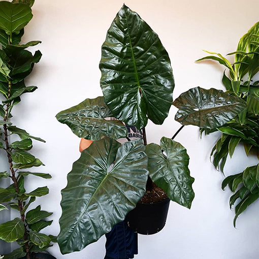 Alocasia Yucatan Princess 140mm