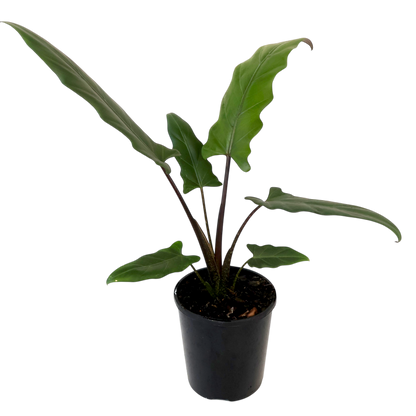 Alocasia Lauterbachiana Purple Sword 125mm