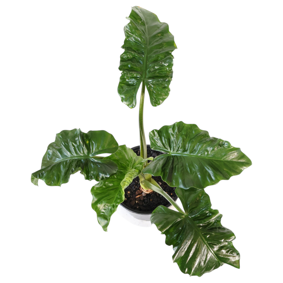 Alocasia Low Rider 200mm