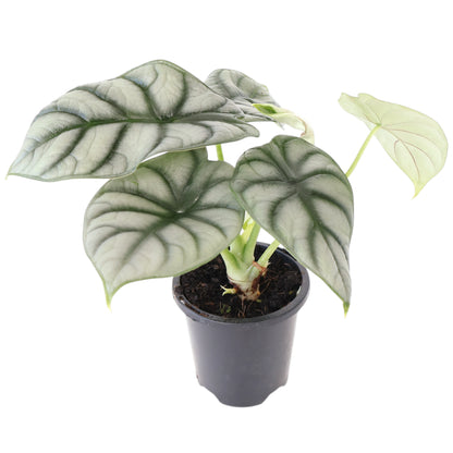 Alocasia Silver Dragon 90mm
