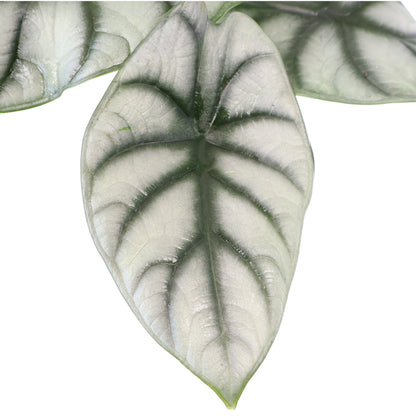 Alocasia Silver Dragon 90mm