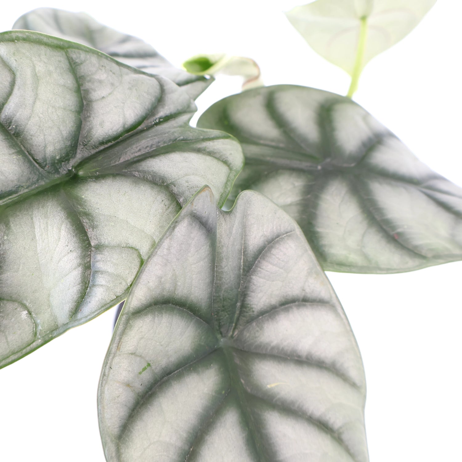 Alocasia Silver Dragon 90mm