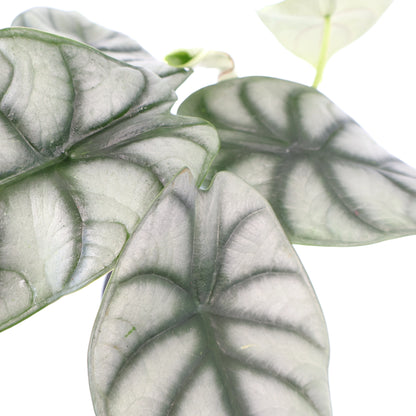 Alocasia Silver Dragon 90mm