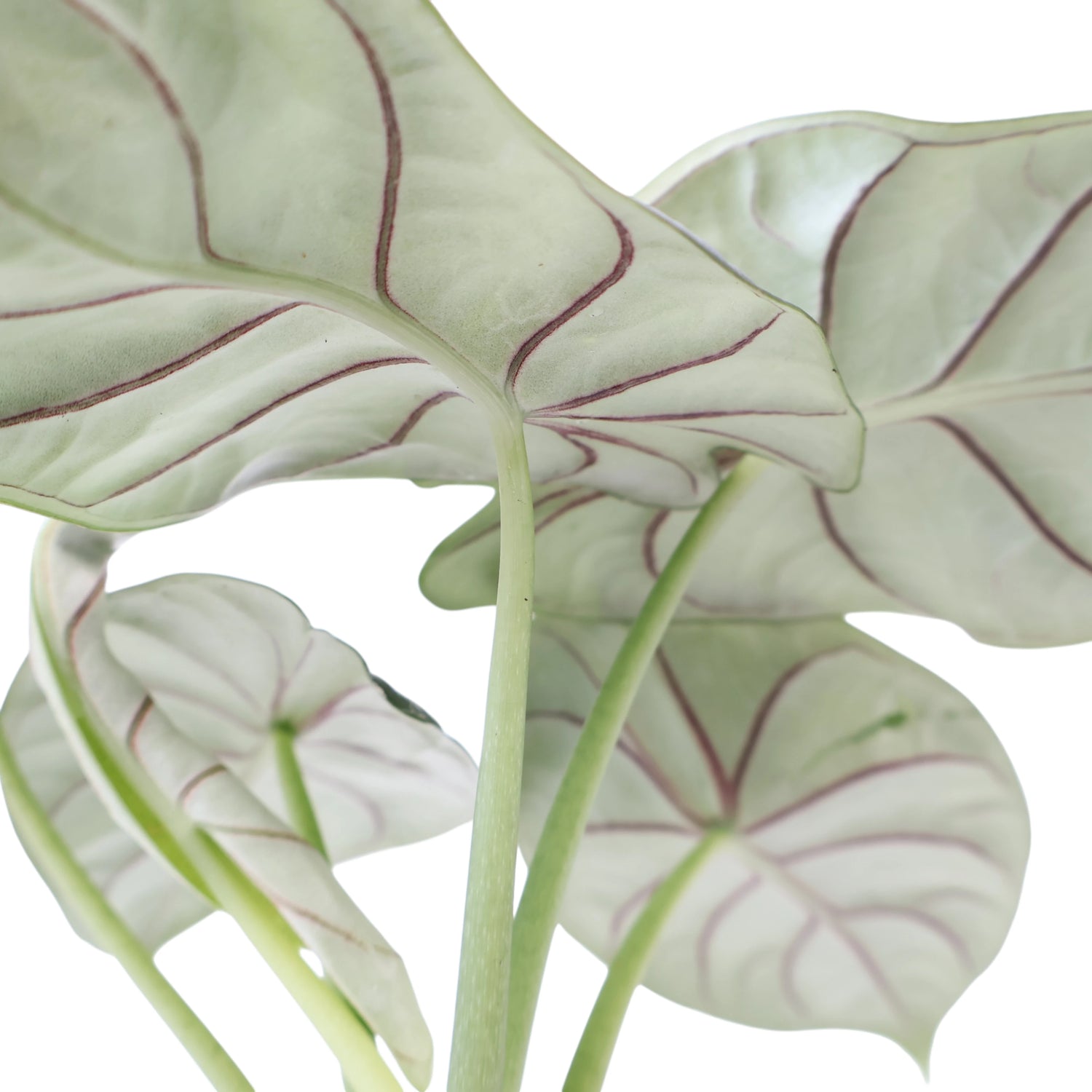 Alocasia Silver Dragon 90mm