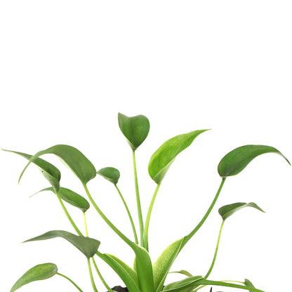 Alocasia Tiny Dancer 130mm