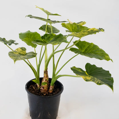 Alocasia Aurea Variegata 200mm