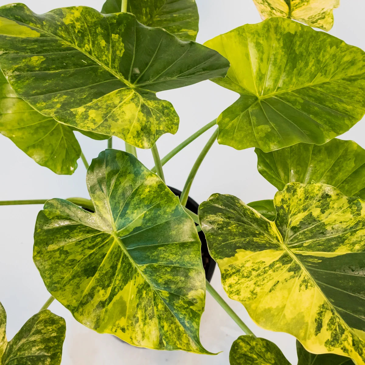 Alocasia Aurea Variegata 200mm