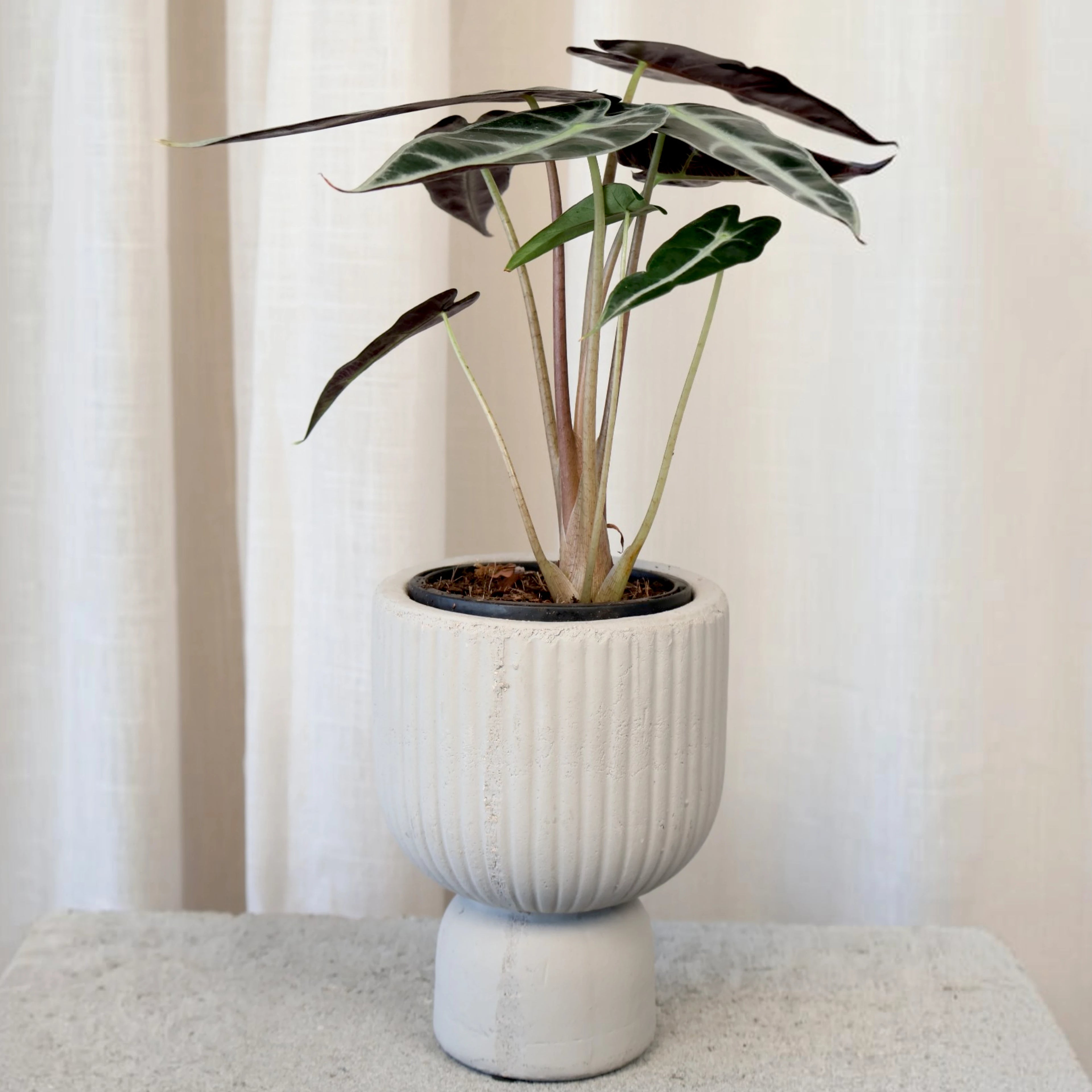 Alocasia Bambino 90mm