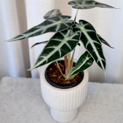 Alocasia Bambino 90mm