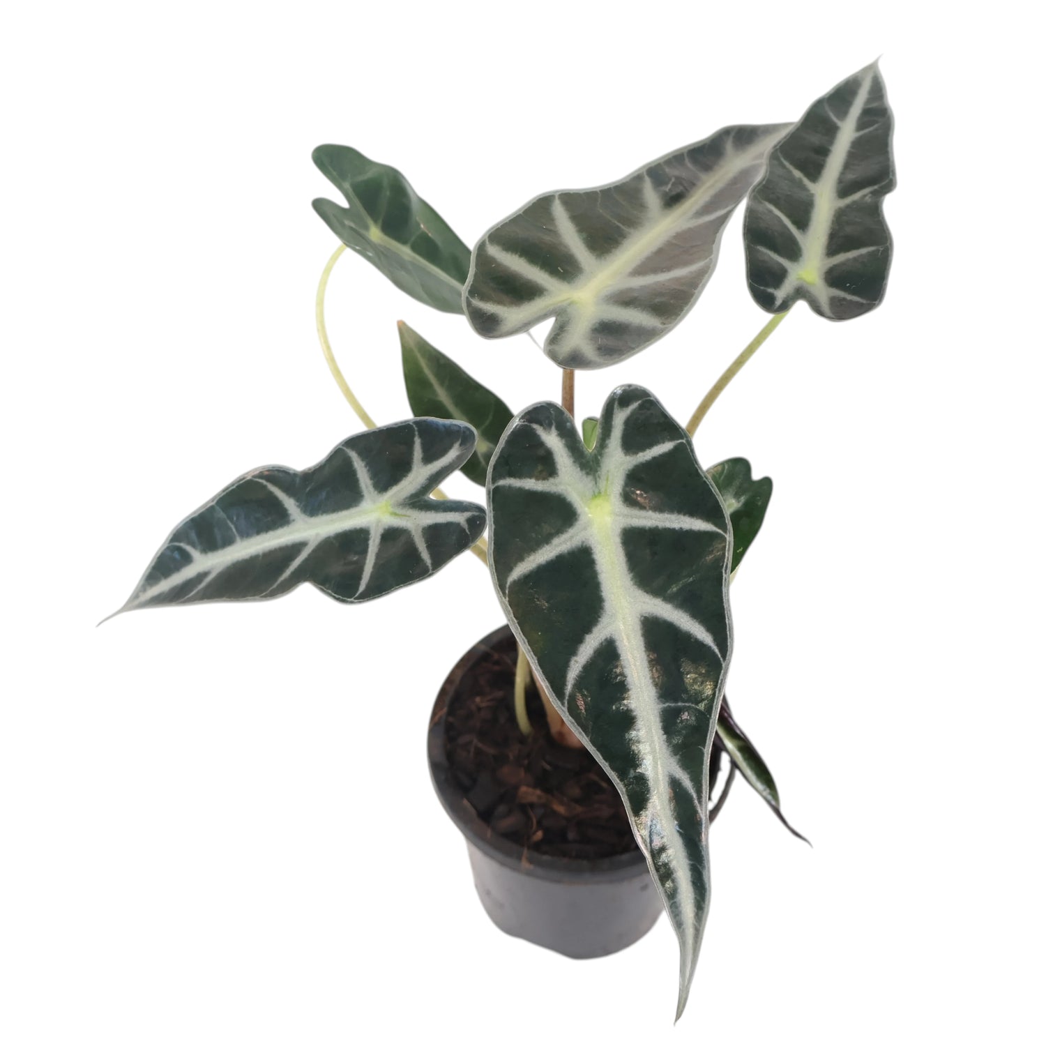 Alocasia Bambino 90mm
