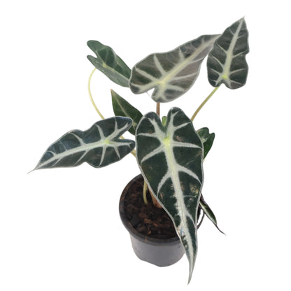 Alocasia Bambino 90mm