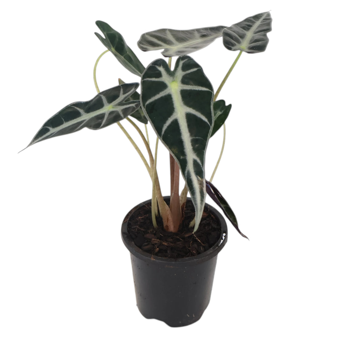 Alocasia Bambino 90mm
