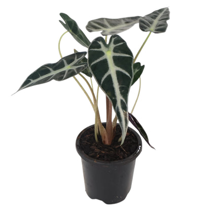 Alocasia Bambino 90mm