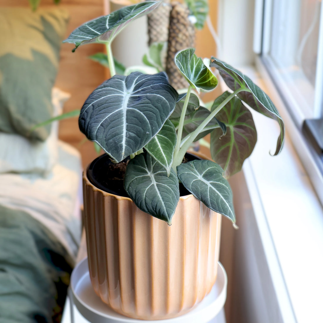 Alocasia Black Velvet 90mm