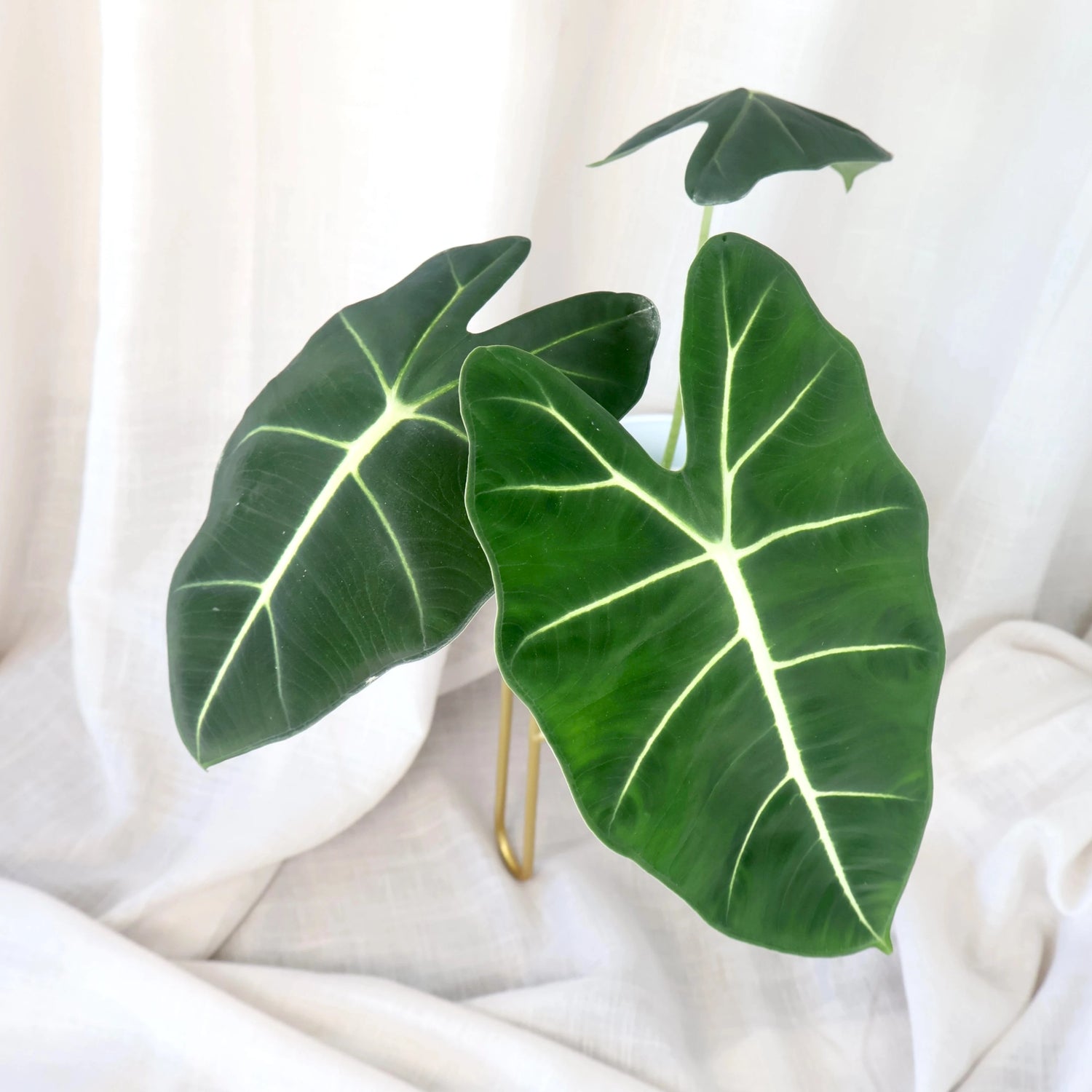 Alocasia Frydek - Green Velvet 90mm