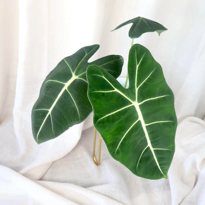 Alocasia Frydek - Green Velvet 90mm