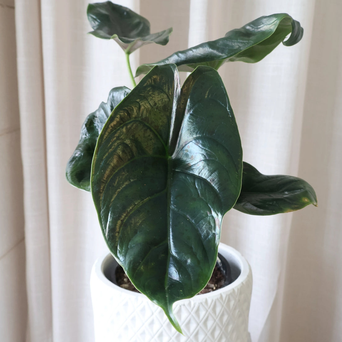 Alocasia Green Unicorn 140mm
