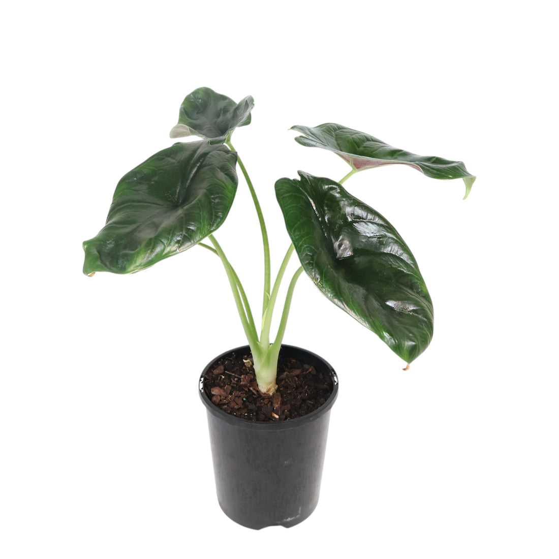 Alocasia Green Unicorn 140mm