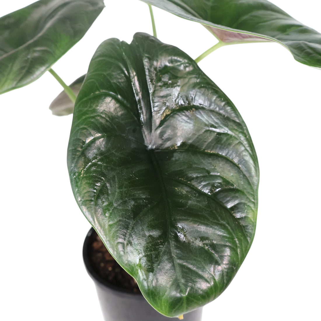 Alocasia Green Unicorn 140mm